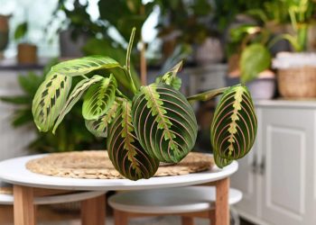 Calathea