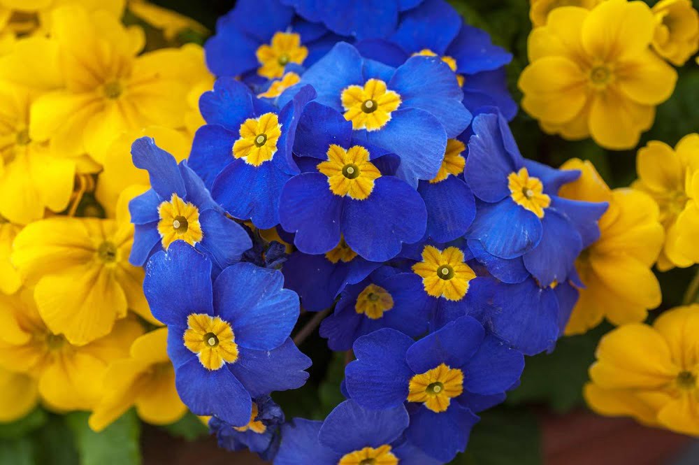 Înmulțirea primulelor