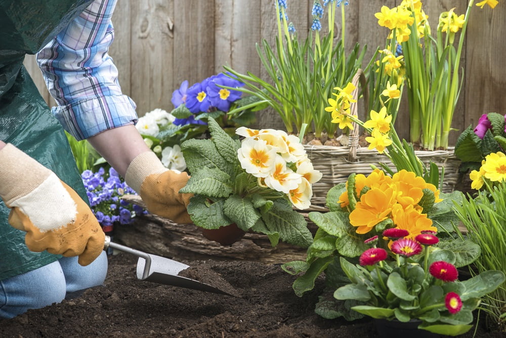 Utilizări și tradiții legate de primule