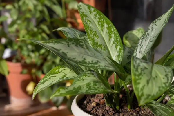 Aglaonema commutatum – ghid complet de cultivare și îngrijire