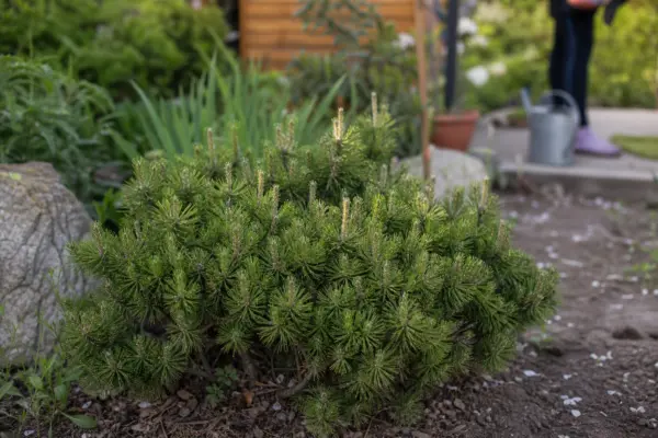 Jneapăn (Pinus mugo) – plantare, îngrijire și greșeli de evitat