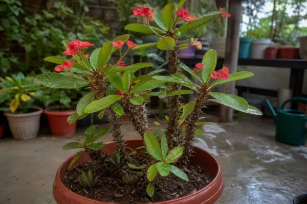Coroana de spini (Euphorbia milii) – plantare și îngrijire pas cu pas