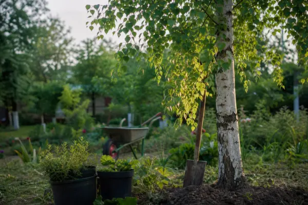 Mesteacăn (Betula pendula) – tot ce trebuie să știi despre plantare și îngrijire