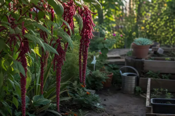 Moțul curcanului (Amaranthus caudatus) – plantare, îngrijire și greșeli de evitat