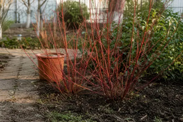 Sânger alb (Cornus alba) – ghid practic de plantare și îngrijire