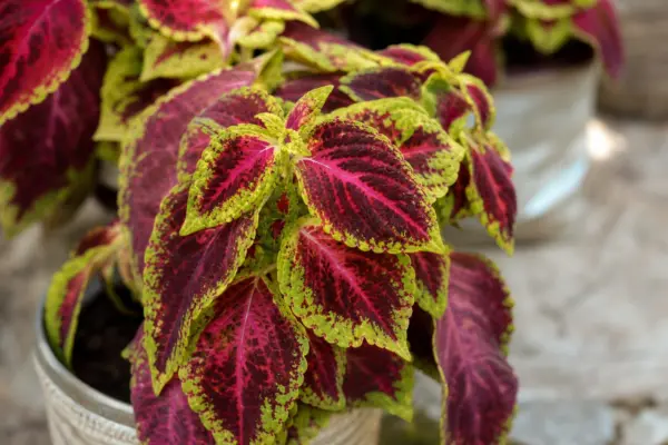 Coleus (Coleus blumei): plantare, udare și întreținere