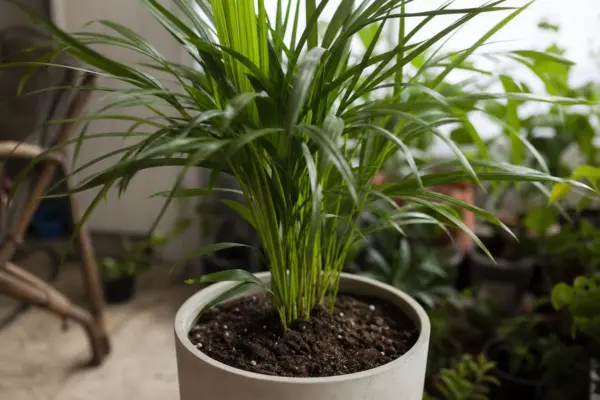 Palmier kentia (Howea forsteriana) – sfaturi de plantare și îngrijire