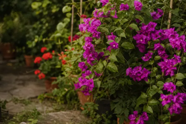 Bougainvillea (Bougainvillea glabra) – condiții de creștere, plantare și îngrijire