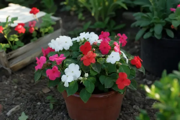 Sporul casei (Impatiens walleriana) – ghid complet de cultivare și îngrijire