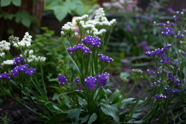 Limonium sinuatum – condiții de creștere, plantare și îngrijire