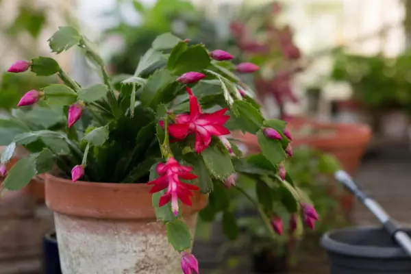 Cactusul de Paște (Rhipsalidopsis gaertneri) – ghid practic de plantare și îngrijire