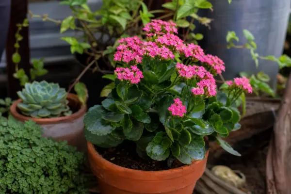 Kalanchoe (Kalanchoe blossfeldiana) – condiții de creștere, plantare și îngrijire