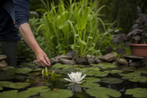 Nufăr (Nymphaea alba) – ghid practic de plantare și îngrijire