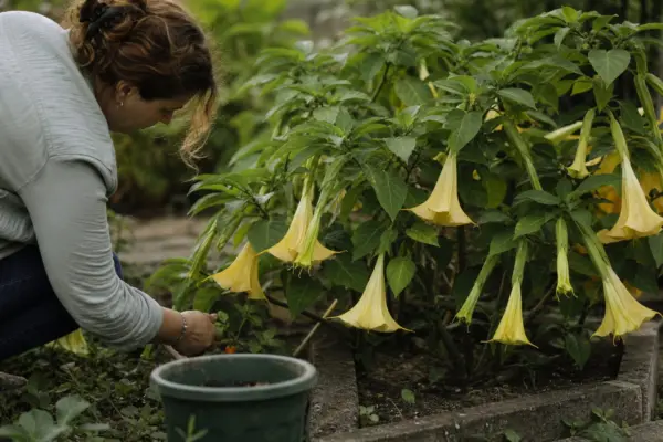Trâmbița îngerilor (Brugmansia suaveolens) – de la plantare la întreținerea de zi cu zi