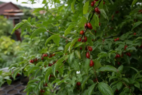 Corn (Cornus mas) – condiții de creștere, plantare și îngrijire