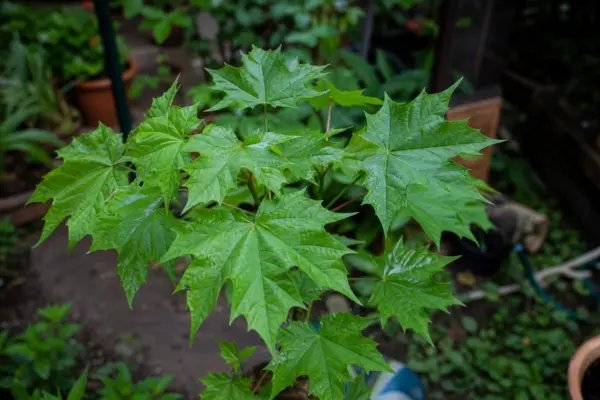 Paltin de câmp (Acer platanoides) – ghid complet de cultivare și îngrijire