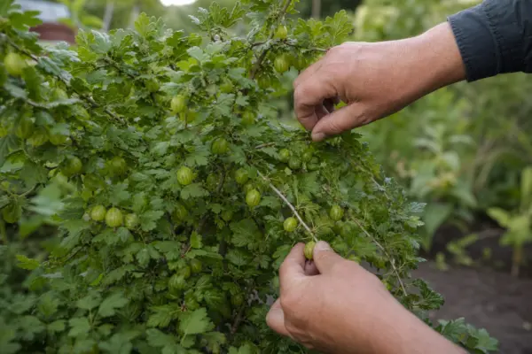 Agriș (Ribes uva-crispa) – sfaturi pentru plantare, creștere și întreținere