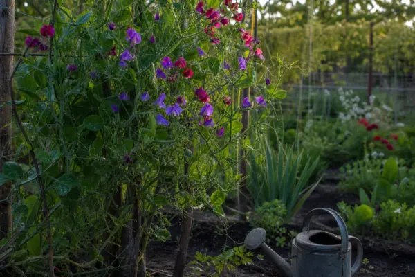 Sângele-voinicului (Lathyrus odoratus) – sfaturi de plantare și îngrijire