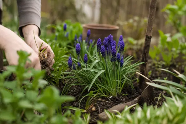 Muscari (Muscari armeniacum) – sfaturi de plantare și îngrijire