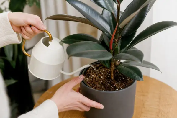 Ficusul (Ficus elastica): plantare, udare și întreținere – sfaturi utile