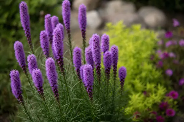Liatris (Liatris spicata): plantare și întreținere pas cu pas
