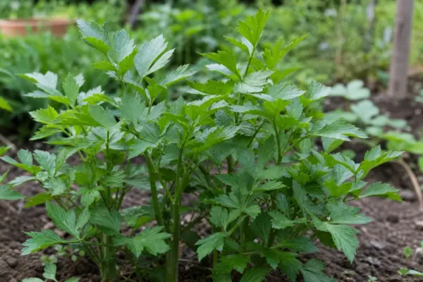 Leuștean (Levisticum officinale) – sfaturi pentru plantare, creștere și întreținere