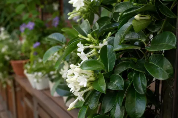 Stephanotis (Stephanotis floribunda) – plantare și îngrijire pas cu pas