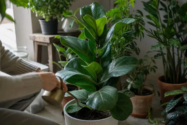Ficus lyrata – plantare, îngrijire și greșeli de evitat