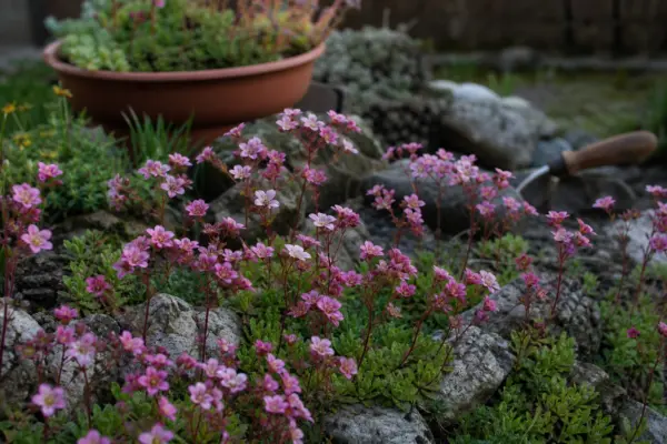 Saxifraga (Saxifraga arendsii) – condiții de creștere, plantare și îngrijire