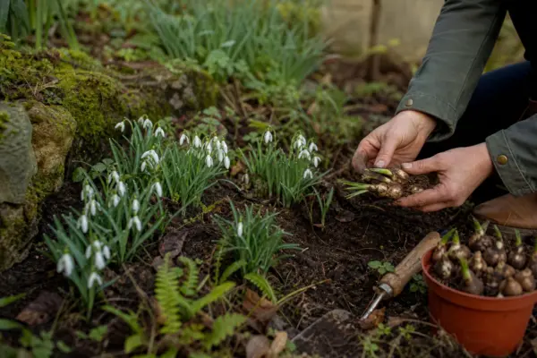 Ghiocel (Galanthus nivalis) – de la plantare la întreținerea de zi cu zi