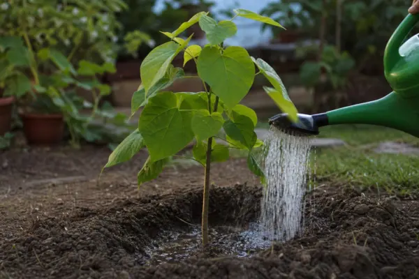 Catalpa bignonioides – plantare, udare și întreținere