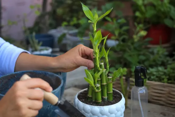 Bambus norocos (Dracaena sanderiana) – plantare și îngrijire pas cu pas