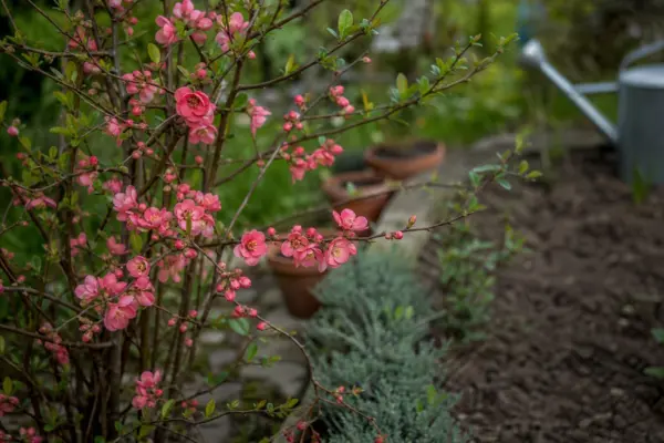 Gutui japonez (Chaenomeles japonica) – sfaturi pentru plantare, creștere și întreținere