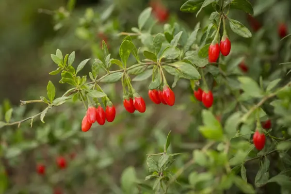 Goji (Lycium barbarum): plantare și îngrijire pas cu pas