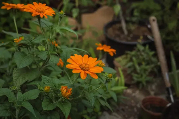 Floarea soarelui mexicană (Tithonia rotundifolia) – ghid complet de cultivare și îngrijire