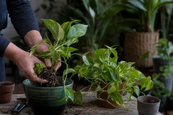 Pothos (Epipremnum aureum) – plantare și îngrijire pas cu pas