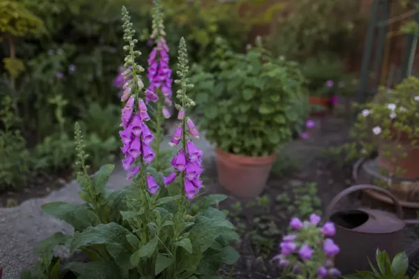 Degetarul (Digitalis purpurea) – sfaturi pentru plantare, creștere și întreținere