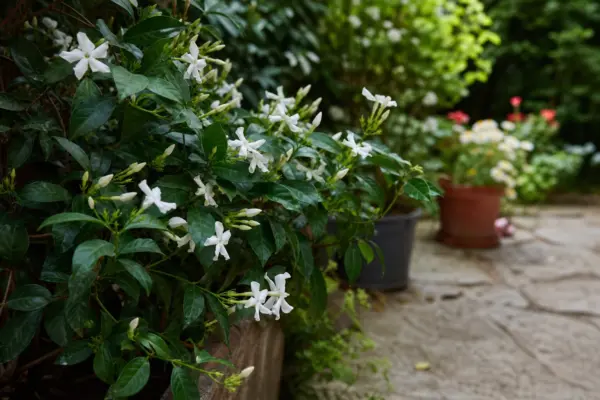 Iasomie (Jasminum officinale) – sfaturi de plantare și îngrijire
