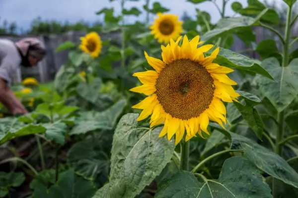 Floarea-soarelui (Helianthus annuus) – tot ce trebuie să știi despre plantare și îngrijire