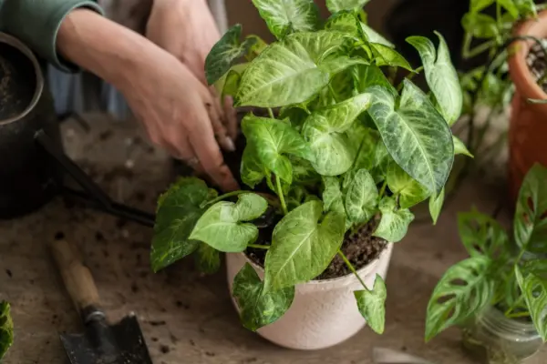 Syngonium (Syngonium podophyllum) – tot ce trebuie să știi despre plantare și îngrijire