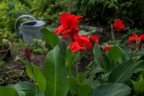 Trestie indiană (Canna indica) – tot ce trebuie să știi despre plantare și îngrijire