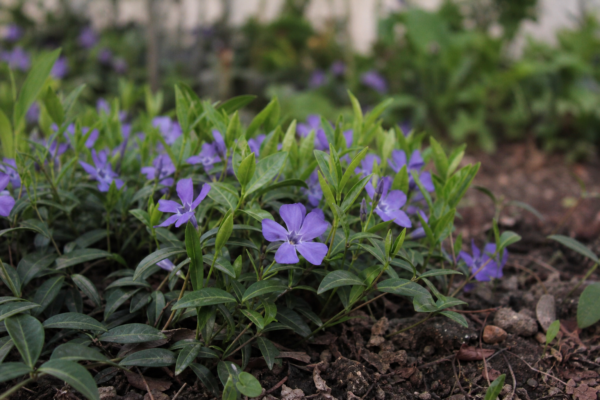 Saschiu (Vinca minor) – plantare, udare și întreținere
