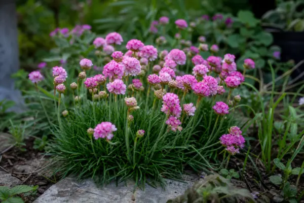 Garofița de mare (Armeria maritima) – sfaturi de plantare și îngrijire