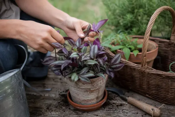 Telegraf (Tradescantia zebrina) – ghid practic de plantare și îngrijire