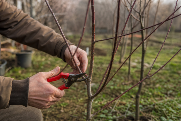 Piersic (Prunus persica): cum se plantează și cum se îngrijește corect