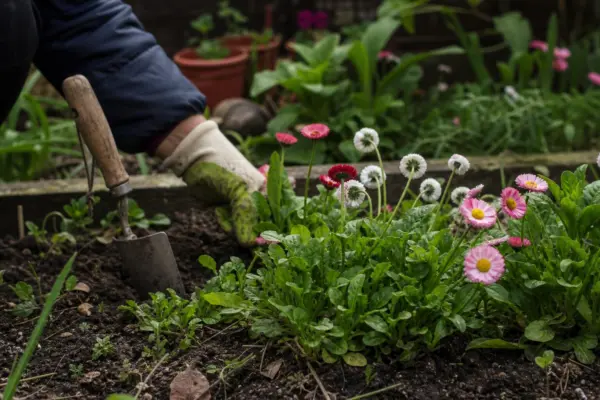 Bănuței (Bellis perennis) – condiții de creștere, plantare și îngrijire