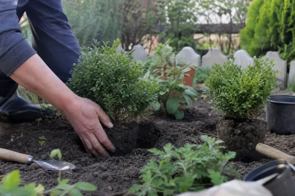 Cimișir (Buxus sempervirens) – plantare și îngrijire pas cu pas