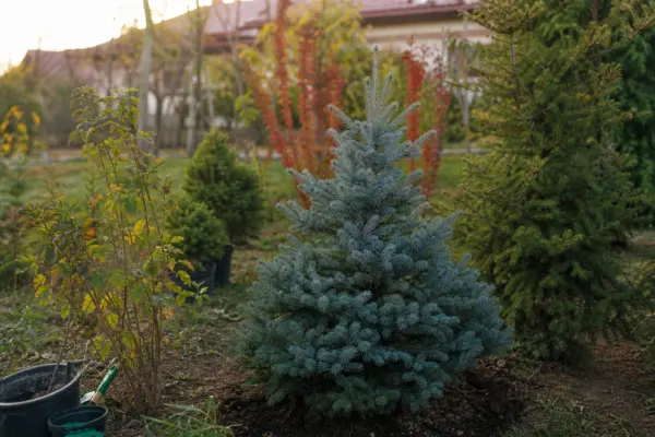 Brad argintiu (Abies concolor) – plantare, îngrijire și greșeli de evitat