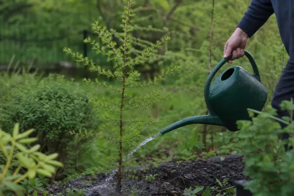 Zadă (Larix decidua) – plantare, udare și întreținere