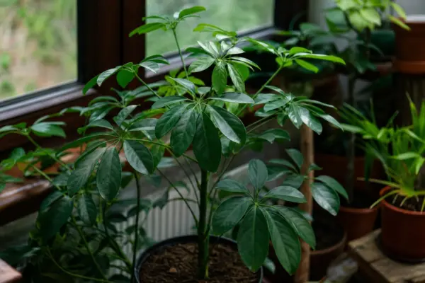 Schefflera arboricola – sfaturi de plantare și îngrijire